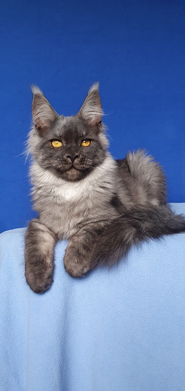 Bella Cat  Akbars - Kitten maine-coon 5 months