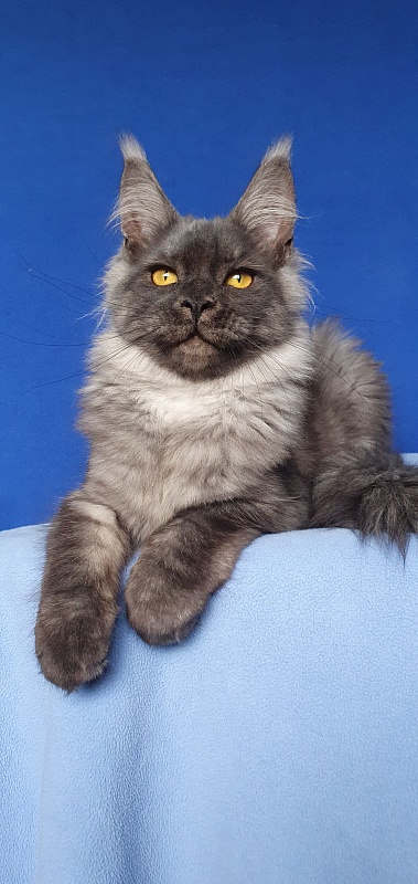 Bella Cat  Akbars - Kitten maine-coon 5 months