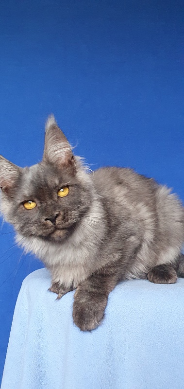 Bella Cat  Akbars - Kitten maine-coon 5 months