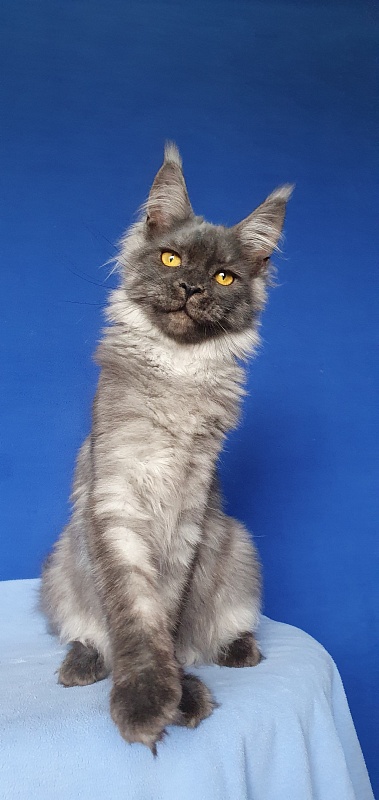 Bella Cat  Akbars - Kitten maine-coon 5 months