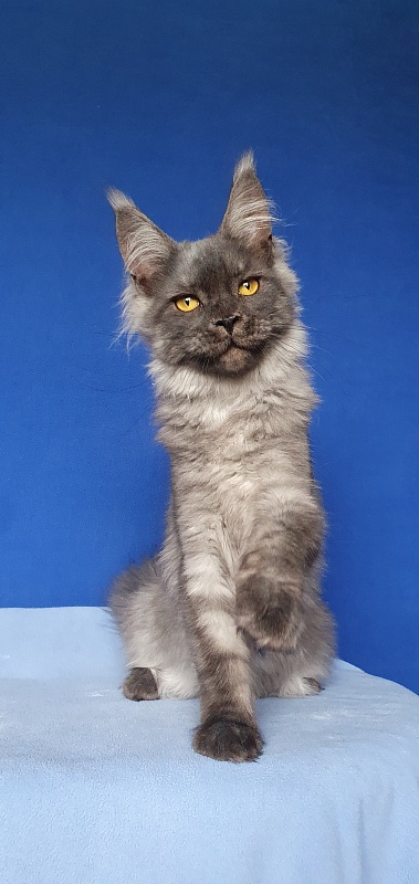 Bella Cat  Akbars - Kitten maine-coon 5 months