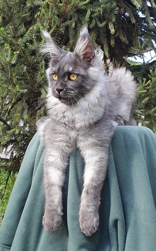 Bella Cat  Akbars - Kitten maine-coon 5.5 months
