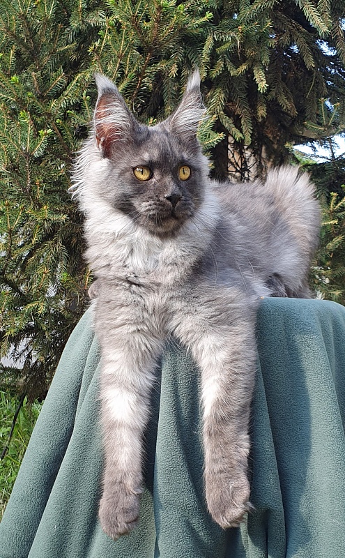 Bella Cat  Akbars - Kitten maine-coon 5.5 months