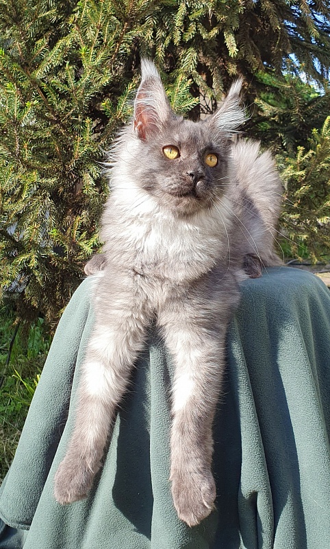 Bella Cat  Akbars - Kitten maine-coon 5.5 months