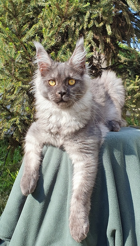 Bella Cat  Akbars - Kitten maine-coon 5.5 months