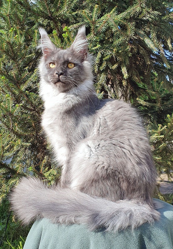 Bella Cat  Akbars - Kitten maine-coon 5.5 months