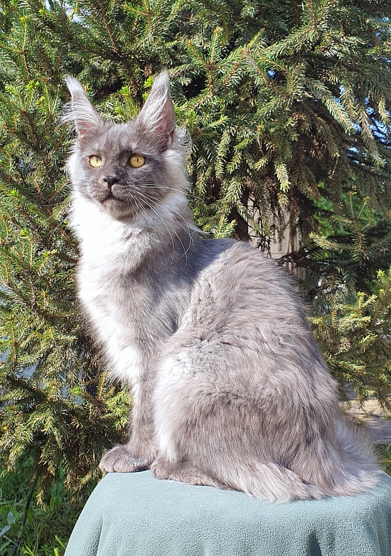 Bella Cat  Akbars - Kitten maine-coon 5.5 months