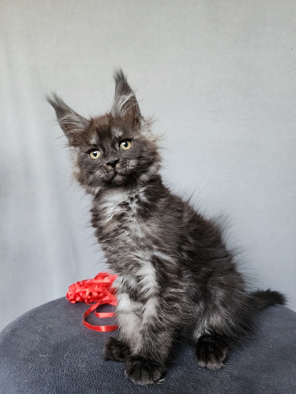 Bella Cat  Akbars - Kitten maine-coon 2 months 1 week