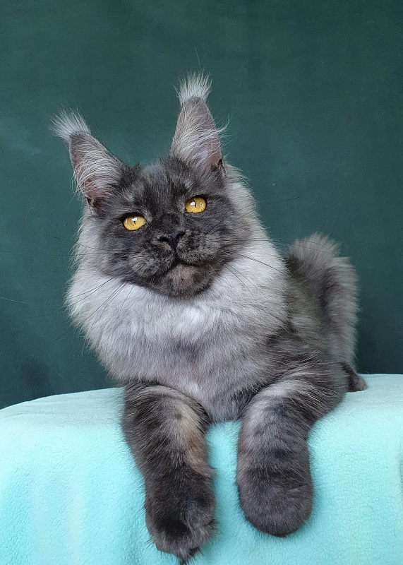 Bella Cat  Akbars - Kitten maine-coon 6 months 0.5 weeks