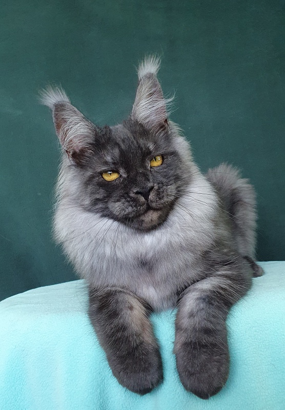 Bella Cat  Akbars - Kitten maine-coon 6 months 0.5 weeks