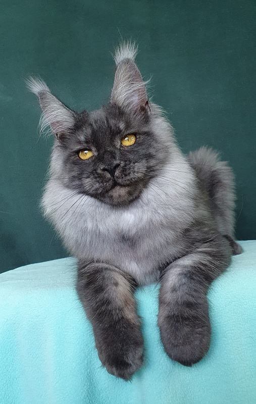 Bella Cat  Akbars - Kitten maine-coon 6 months 0.5 weeks