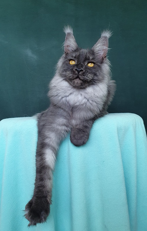 Bella Cat  Akbars - Kitten maine-coon 6 months 0.5 weeks