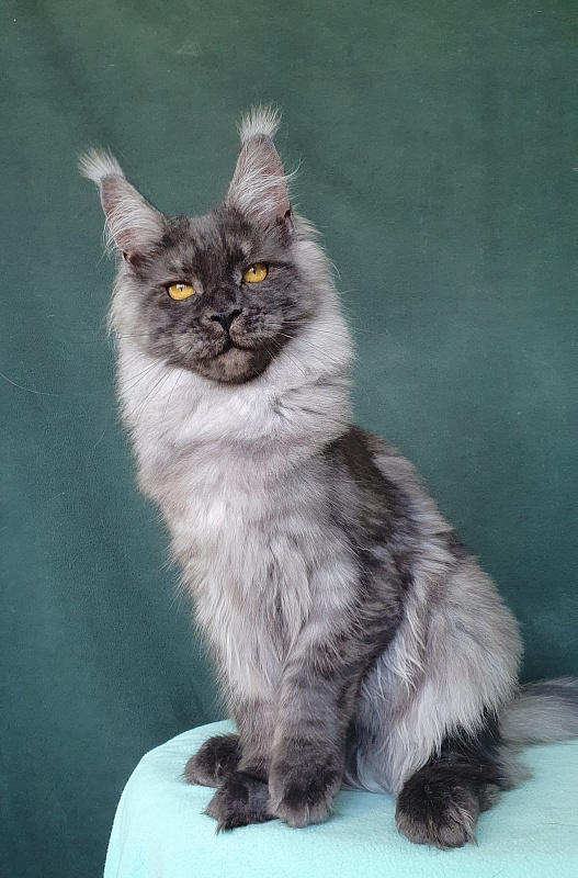 Bella Cat  Akbars - Kitten maine-coon 6 months 0.5 weeks