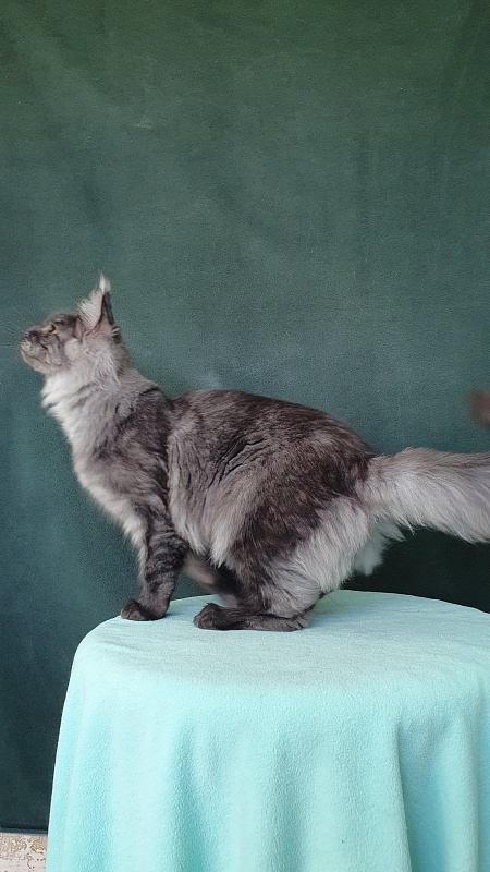 Bella Cat  Akbars - Kitten maine-coon 6 months 0.5 weeks