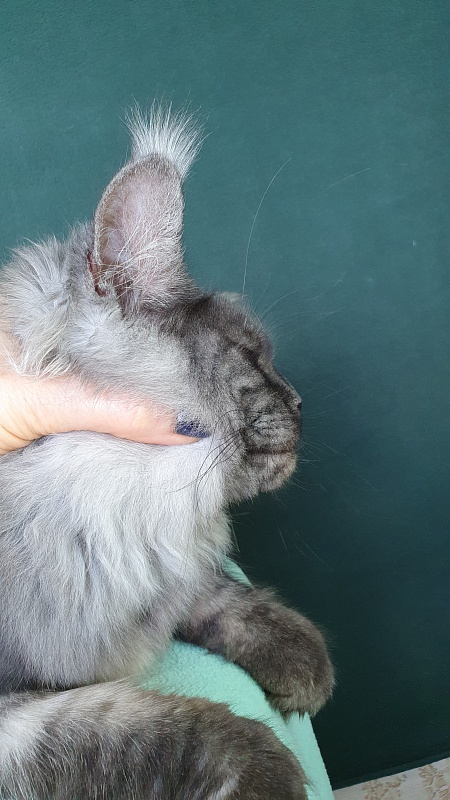 Bella Cat  Akbars - Kitten maine-coon 6 months 0.5 weeks