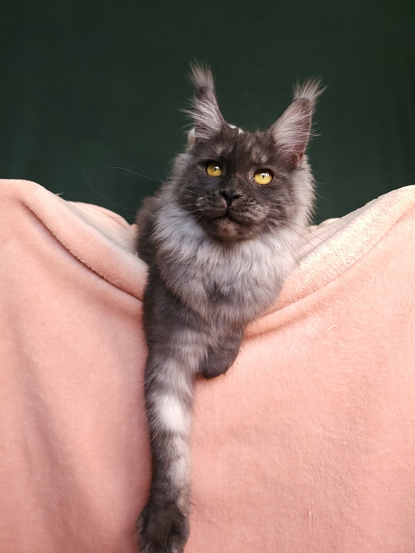 Bella Cat  Akbars - Junior maine-coon 7 months 1 week