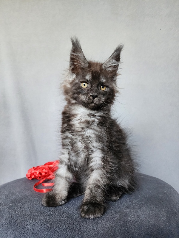 Bella Cat  Akbars - Kitten maine-coon 2 months 1 week