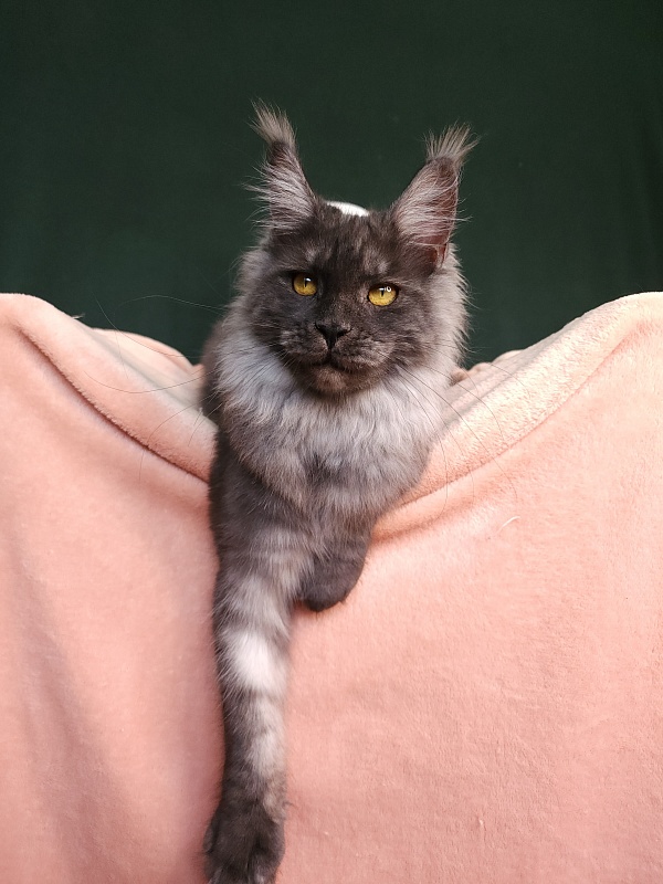 Bella Cat  Akbars - Junior maine-coon 7 months 1 week