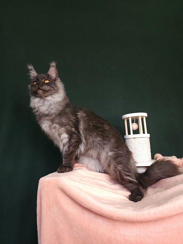 Bella Cat  Akbars - Junior maine-coon 7 months 1 week