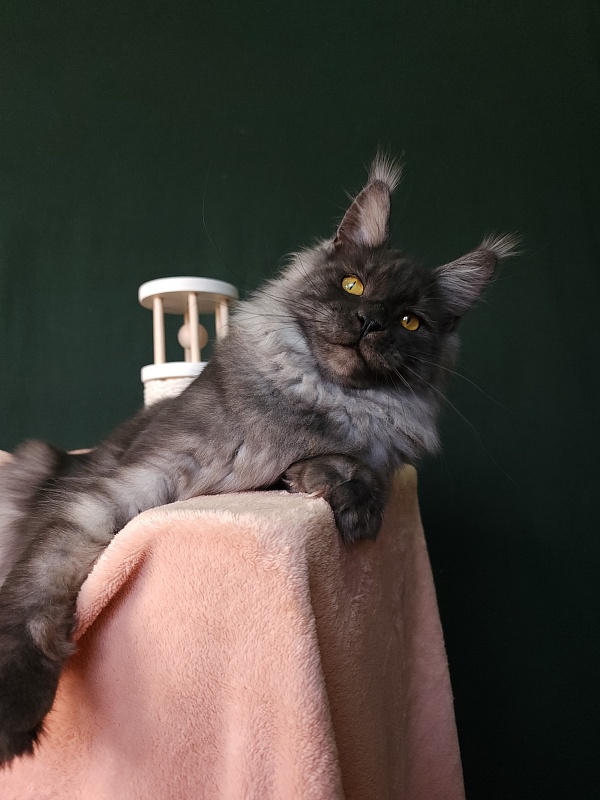 Bella Cat  Akbars - Junior maine-coon 7 months 1 week