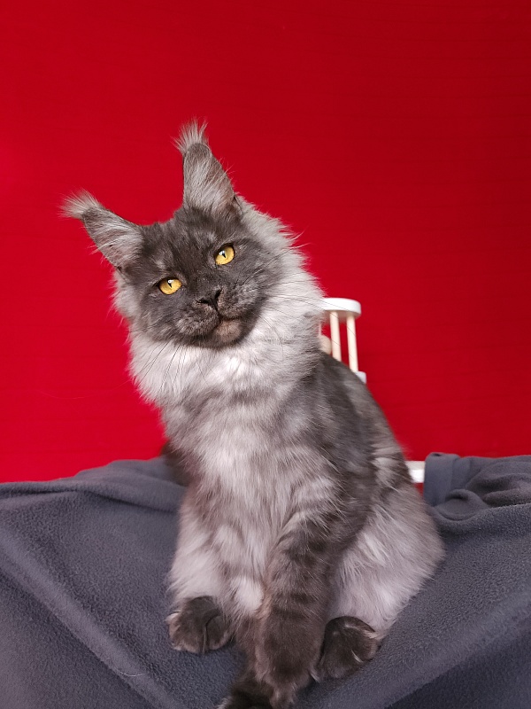 Bella Cat  Akbars - Junior maine-coon 7 months 1 week