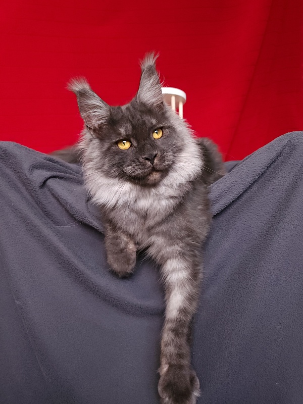 Bella Cat  Akbars - Junior maine-coon 7 months 1 week