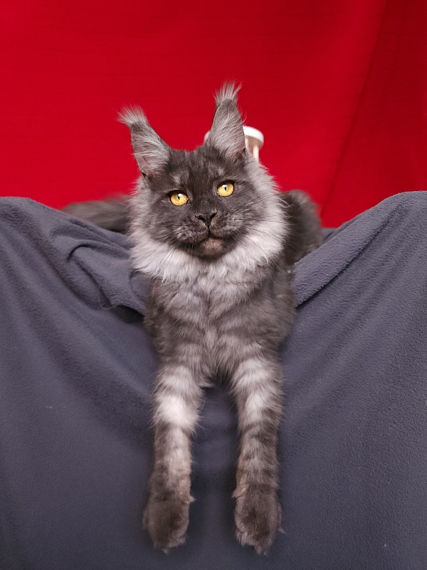 Bella Cat  Akbars - Junior maine-coon 7 months 1 week
