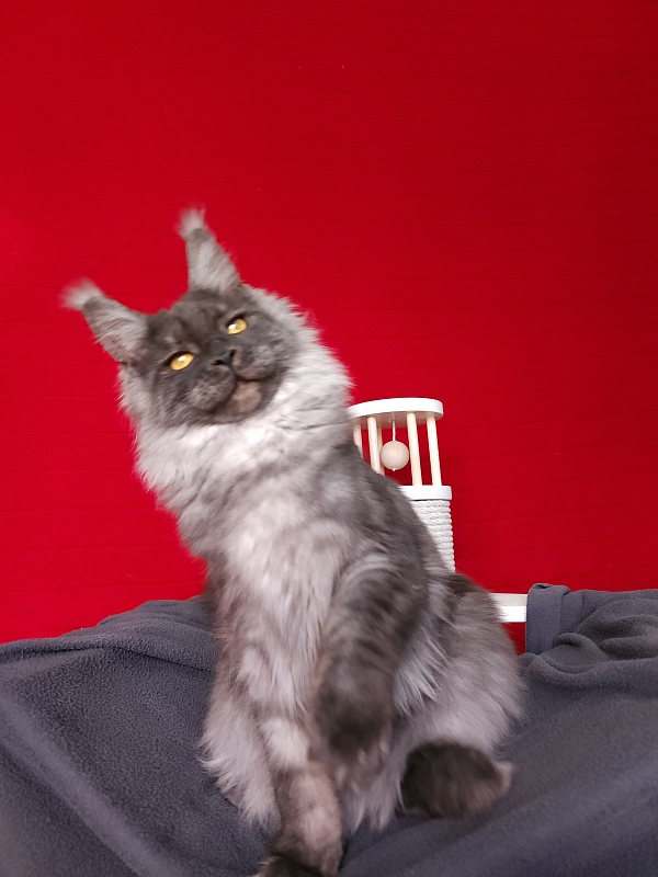 Bella Cat  Akbars - Junior maine-coon 7 months 1 week