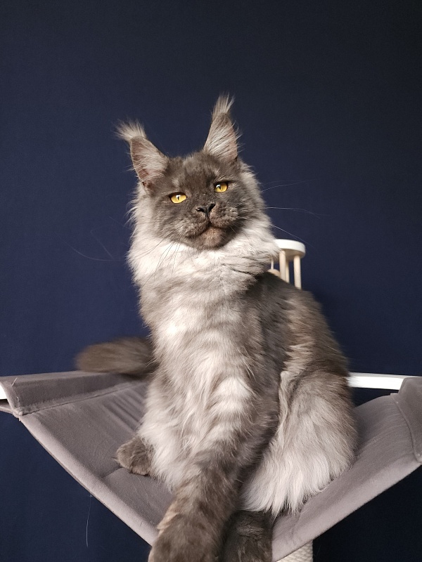 Bella Cat  Akbars - Junior maine-coon 7 months 1 week