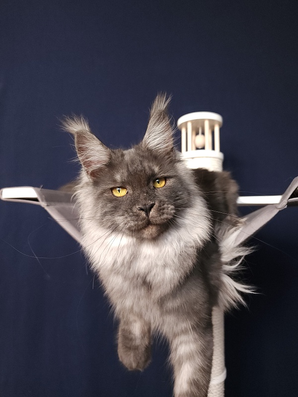 Bella Cat  Akbars - Junior maine-coon 7 months 1 week