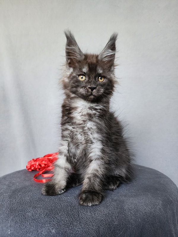 Bella Cat  Akbars - Kitten maine-coon 2 months 1 week