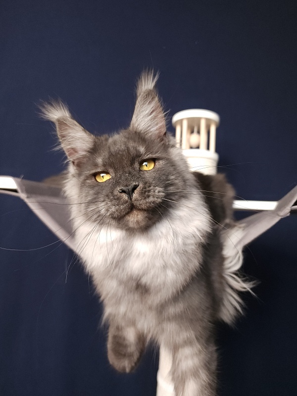 Bella Cat  Akbars - Junior maine-coon 7 months 1 week