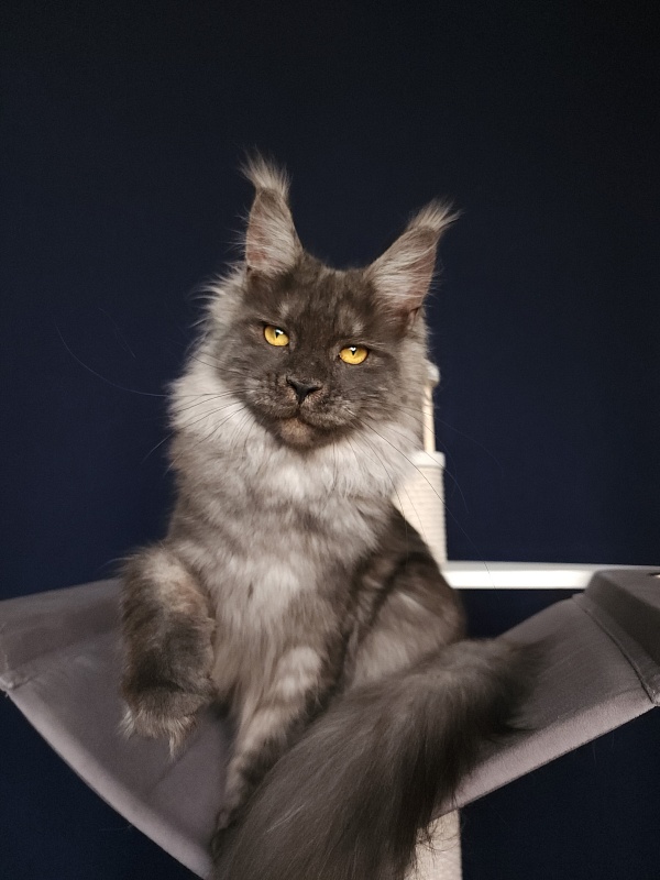 Bella Cat  Akbars - Junior maine-coon 7 months 1 week