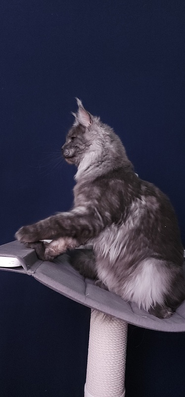 Bella Cat  Akbars - Junior maine-coon 7 months 4 weeks