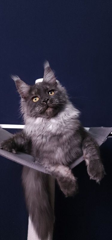 Bella Cat  Akbars - Junior maine-coon 7 months 4 weeks