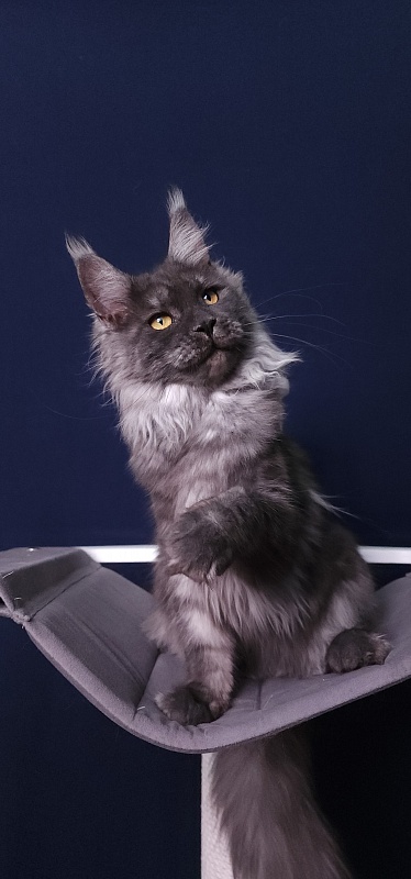 Bella Cat  Akbars - Junior maine-coon 7 months 4 weeks