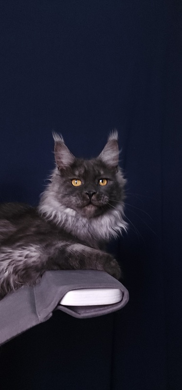Bella Cat  Akbars - Junior maine-coon 7 months 4 weeks