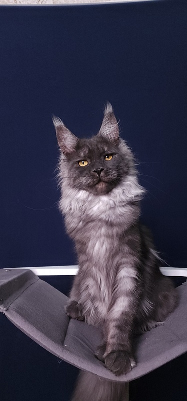 Bella Cat  Akbars - Junior maine-coon 7 months 4 weeks