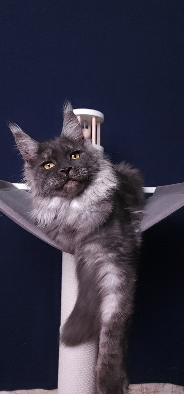 Bella Cat  Akbars - Junior maine-coon 7 months 4 weeks