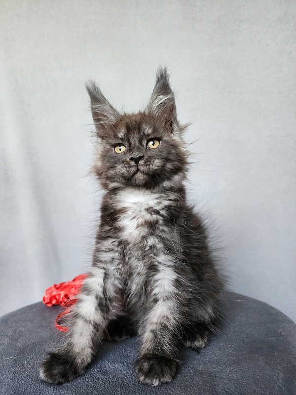 Bella Cat  Akbars - Kitten maine-coon 2 months 1 week