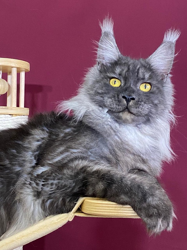 Bella Cat  Akbars - Junior maine-coon 9 months 1 week