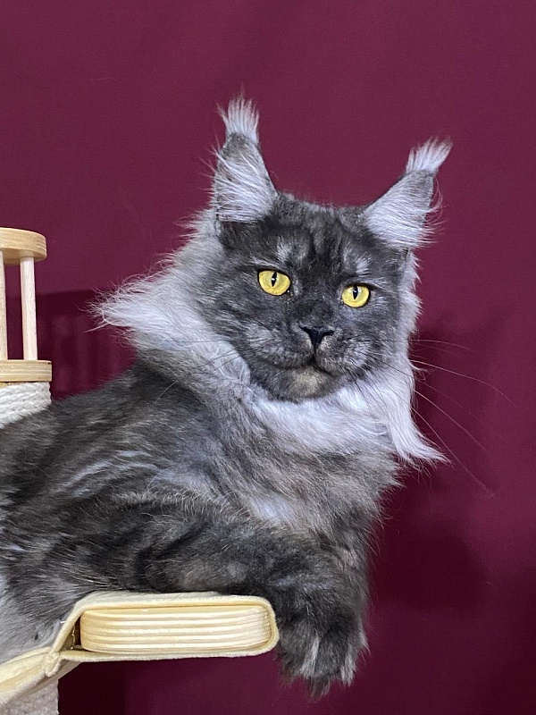 Bella Cat  Akbars - Junior maine-coon 9 months 1 week