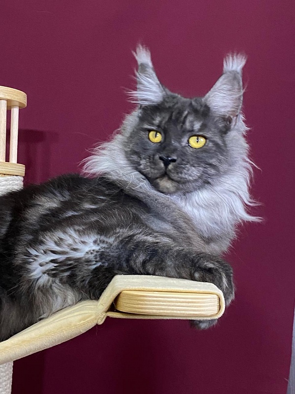 Bella Cat  Akbars - Junior maine-coon 9 months 1 week