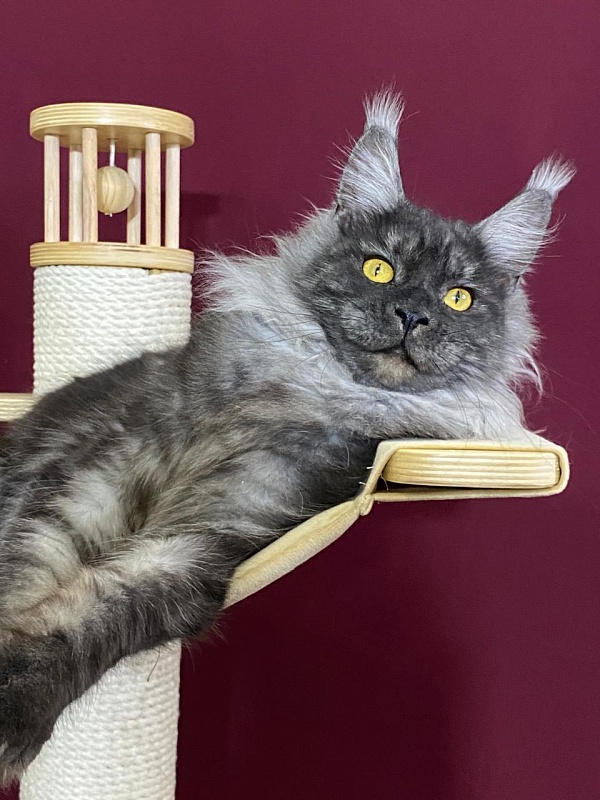 Bella Cat  Akbars - Junior maine-coon 9 months 1 week