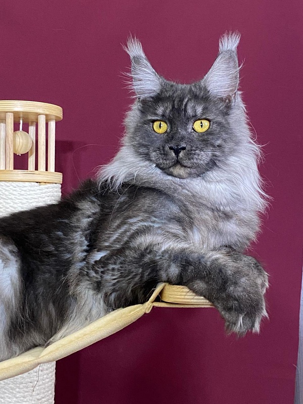 Bella Cat  Akbars - Junior maine-coon 9 months 1 week