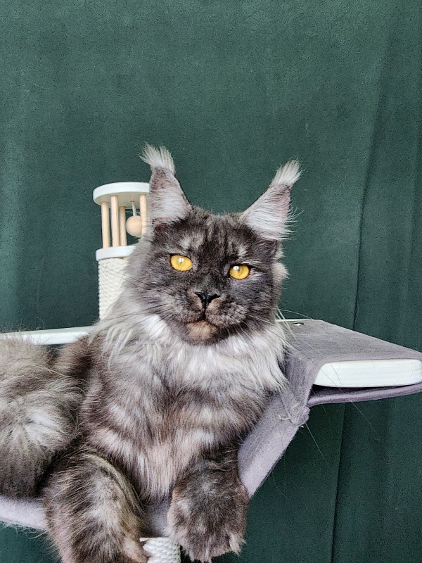 Bella Cat  Akbars - Junior maine-coon 9 months 4 weeks