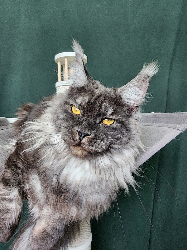 Bella Cat  Akbars - Junior maine-coon 9 months 4 weeks