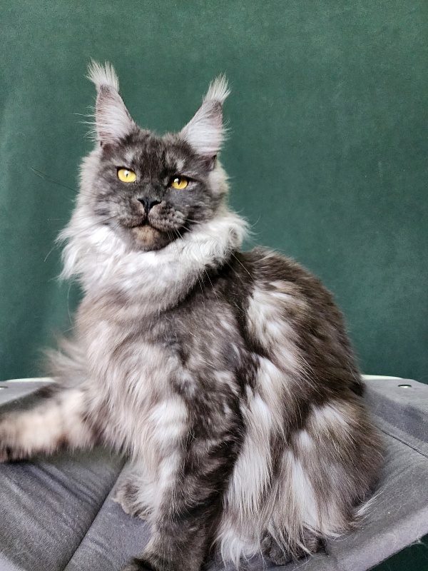 Bella Cat  Akbars - Junior maine-coon 9 months 4 weeks