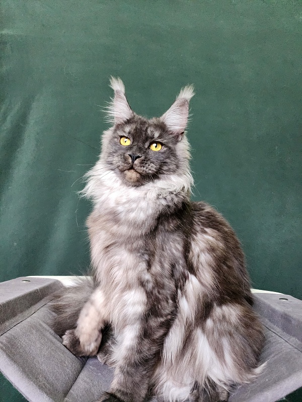 Bella Cat  Akbars - Junior maine-coon 9 months 4 weeks