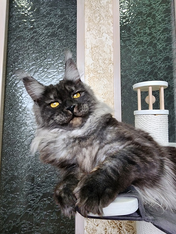 Bella Cat  Akbars - Junior maine-coon 9 months 4 weeks